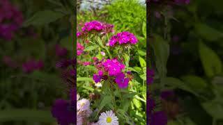 📌гвоздика #цветы #садоводничество #flowers #сад