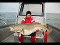 The biggest cod population in the world - A Camp Halibut Fishing film -Torskfiske på Sørøya ENG SUBS