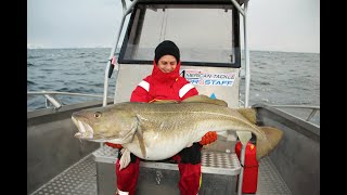 The biggest cod population in the world  A Camp Halibut Fishing film Torskfiske på Sørøya ENG SUBS