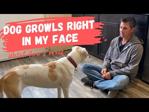 Video: Ako sa starať o staršieho psa