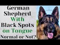 German Shepherd With Black Spots on Tongue: Normal or Not?