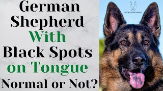 German Shepherd With Black Spots on Tongue: Normal or Not?