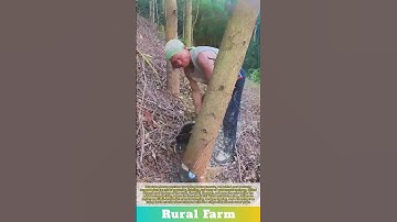 ASMR Logging: WATCH Precision Tree Felling How Loggers Drop GIANT Trees PERFECTLY