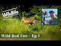 WILD RED FOX - Ep 1 - UK WILDLIFE and NATURE, Summer Leys
