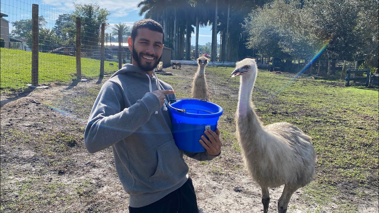 Feeding My Pet Emus + A Surprise!!