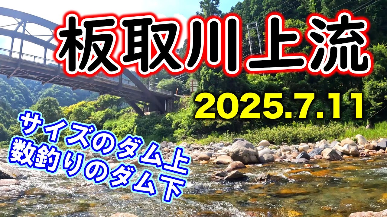 【2025年7月11日釣果】板取川上流へ遠征。型の良いダム上、天然遡上の多いダム下。なんとか２０匹は釣れましたが、初めての板取川は勉強になりました。