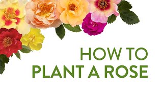 Explore Roses - Part Three - How to Plant a Rose