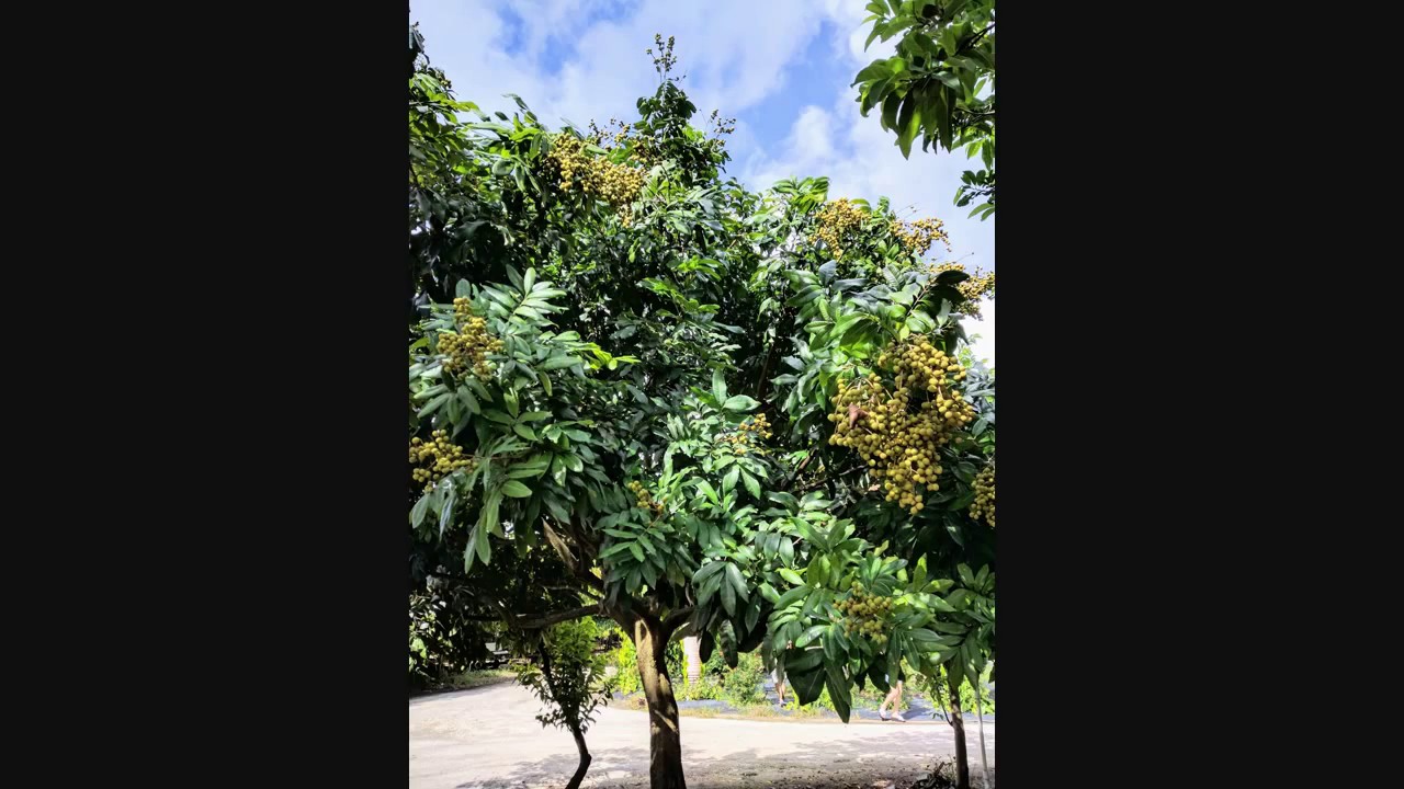 Vườn trái cây Việt Nam tại Homestead, Florida. Vietnamese Fruit Garden in Homestead, FL. YouTube