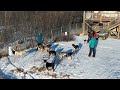 Sled dogs in bethel alaska  45th annual k300 kuskowkim 300 sled dog race k300 sleddogs