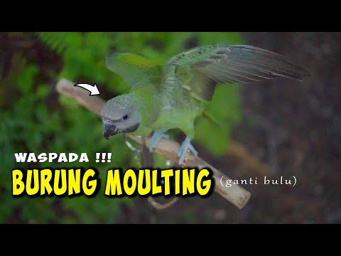 Video: Lovebird Molting: Gejala dan Perawatan