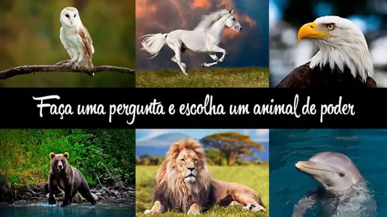 Моя новая жизнь в мире зверей 183. Выбери животное. Картинка где животное выбирает. Выбор животных. Выбери себе животное.