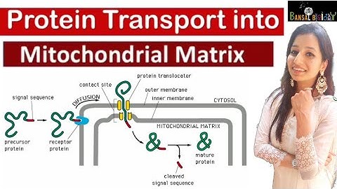 Protein Transport into Mitochondrial Matrix|Targeting|Sorting|post Translational Translocation|Cell