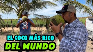 Conocí las PALMERAS CHAPARRAS que dan cocos deliciosos