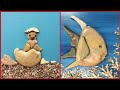 stone craft decoration/artistic fabulous new pebble Stone art