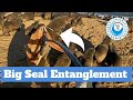 BIG SEAL SAVED from Plastic Strap Entanglement