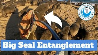 BIG SEAL SAVED from Plastic Strap Entanglement