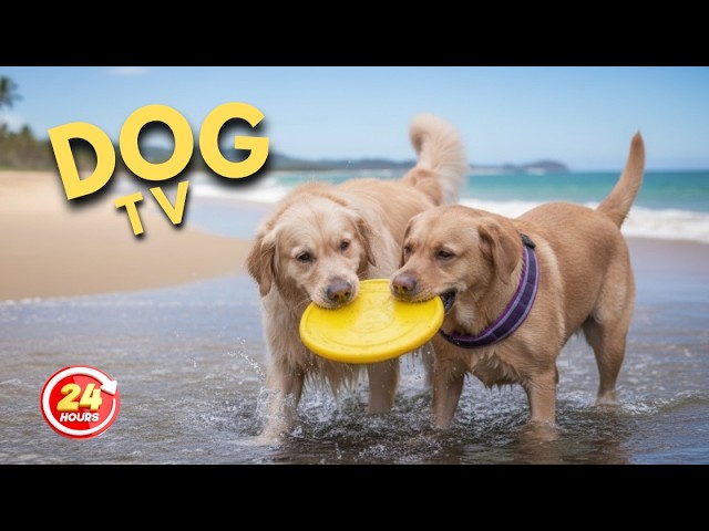 Soothing Dog TV: Calming Music for Anxious Dogs | 24/7 Relaxation for Stressed Pets
