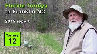 FL Torreya to Franklin NC: 2015 progress report