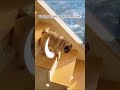 Every dog may encounter unlucky moments #dog #mistake #pet #funny