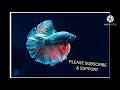 pets to pets first video | tamil channel | please subscribe and support