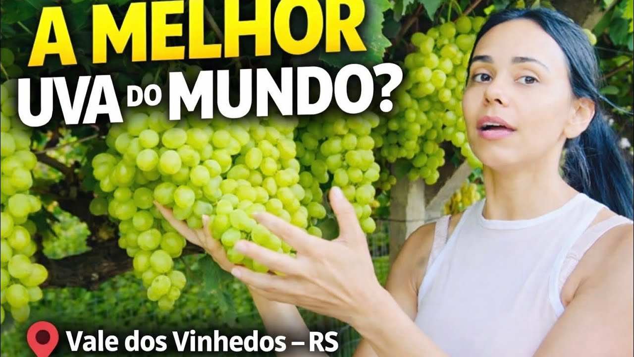 Vale dos Vinhedos em Bento Gonçalves RS | A Melhor Uva do Mundo? 🍇