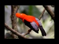 Colorful Exotic Birds