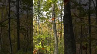 Dağlara Sor Beni Beni