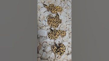 Going 🍉 for the CANTALOUPE 🍈 Pastel Enchi Cantaloupe Yellow Belly #ballpython