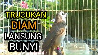 Suara burung trucukan gacor memanggil lawan pancingan trucuk betina memanggil jantan agar berbunyi