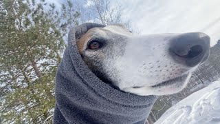 Adopted greyhound falls in love with winter