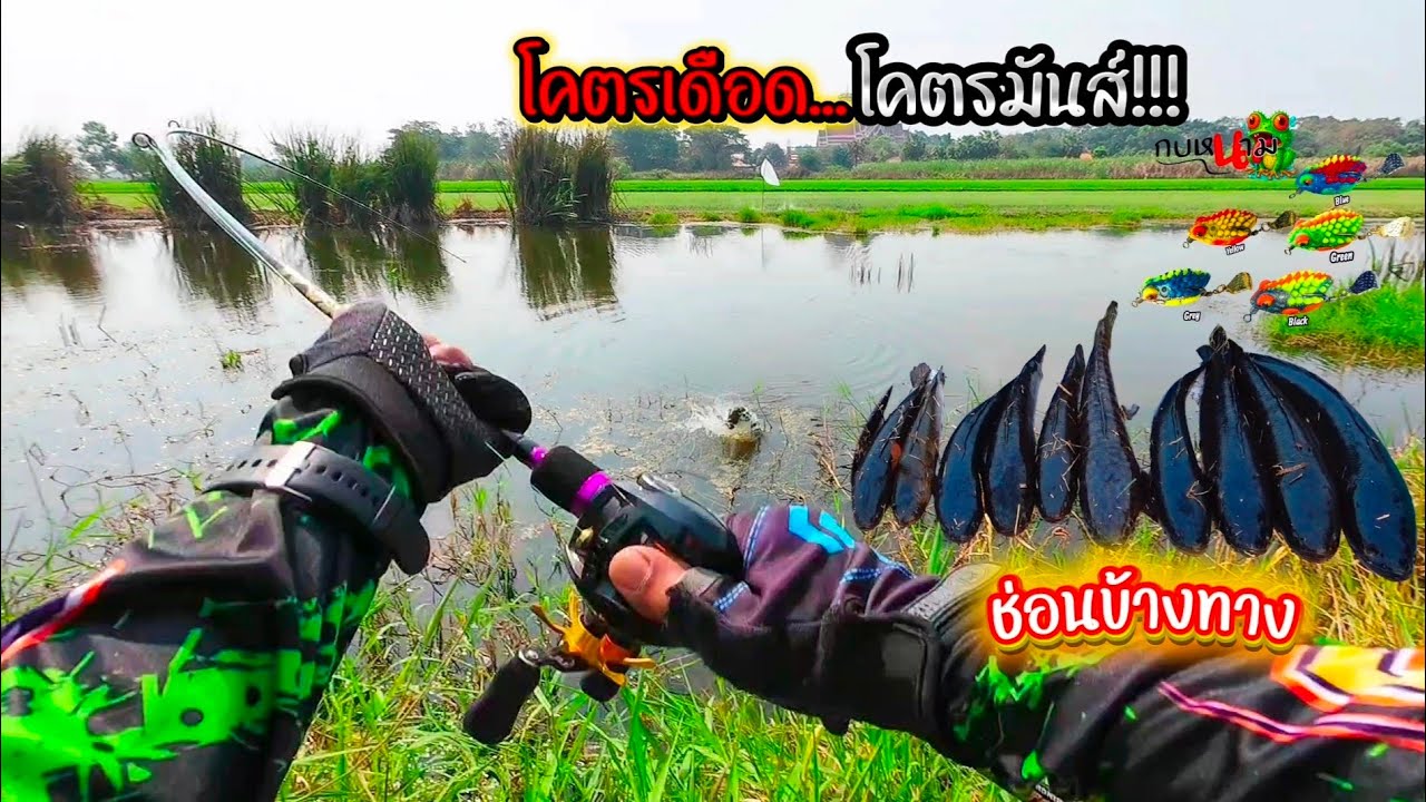 กัดโหดโหด!!! โคตรเดือด...โคตรมันส์!!! #ตกปลาช่อนข้างทาง #กบหนาม