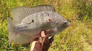 HOJE SÓ TIVE UMA OPORTUNIDADE E FOI FRITO GARANTIDO SLINGSHOT FISHING 🇧🇷