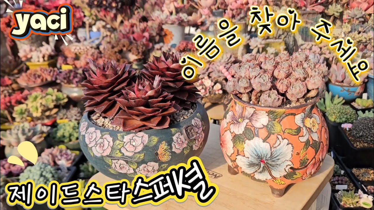 제이드스타스페셜 3두군생~ & [무명이] [분갈이] 영상입니데이~~ #succulent #たにくしょくぶつ #봄맞이 #초록우산 #후원 