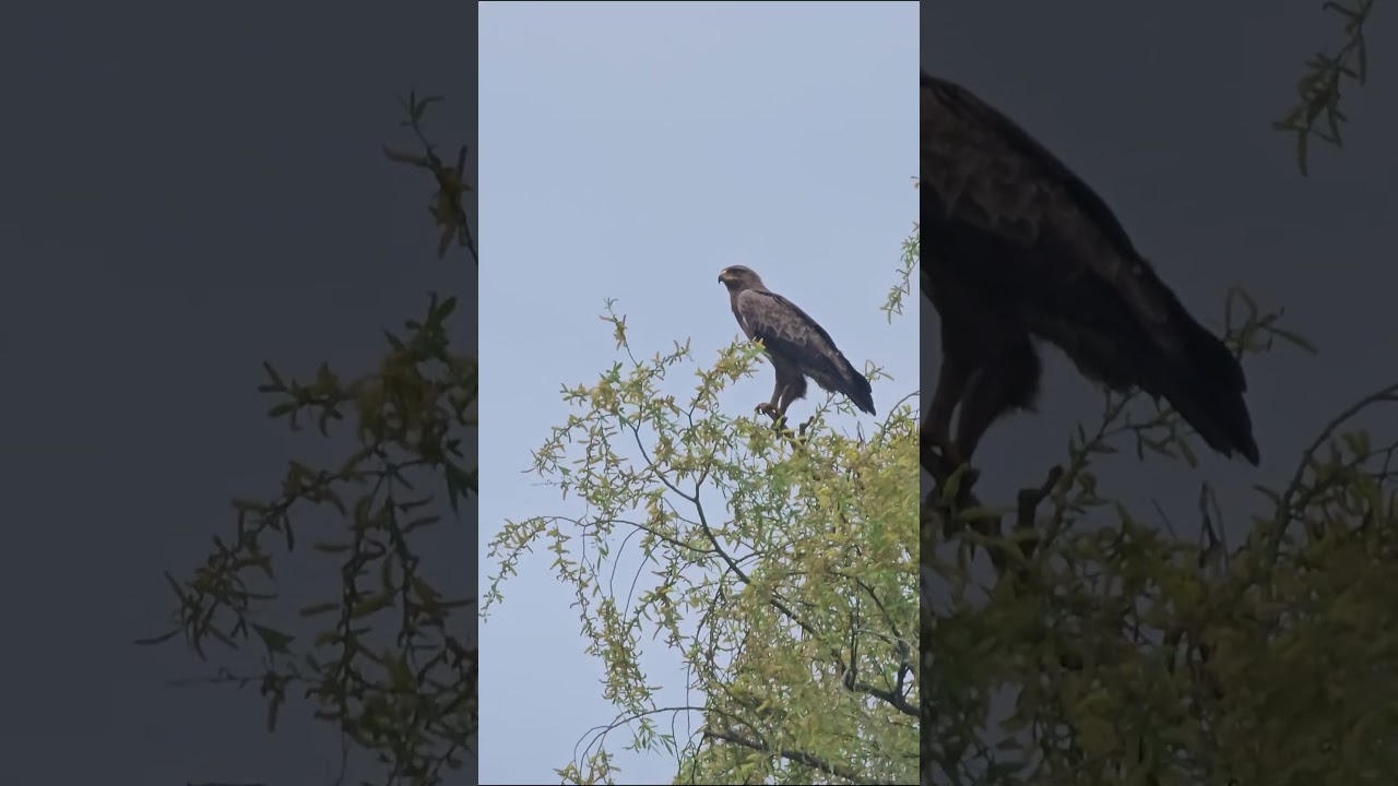 Обыкновенный канюк (сарыч) — одна из многочисленных птиц Краснодарского края