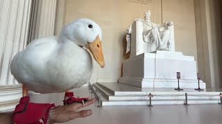 I took my duck to Statues