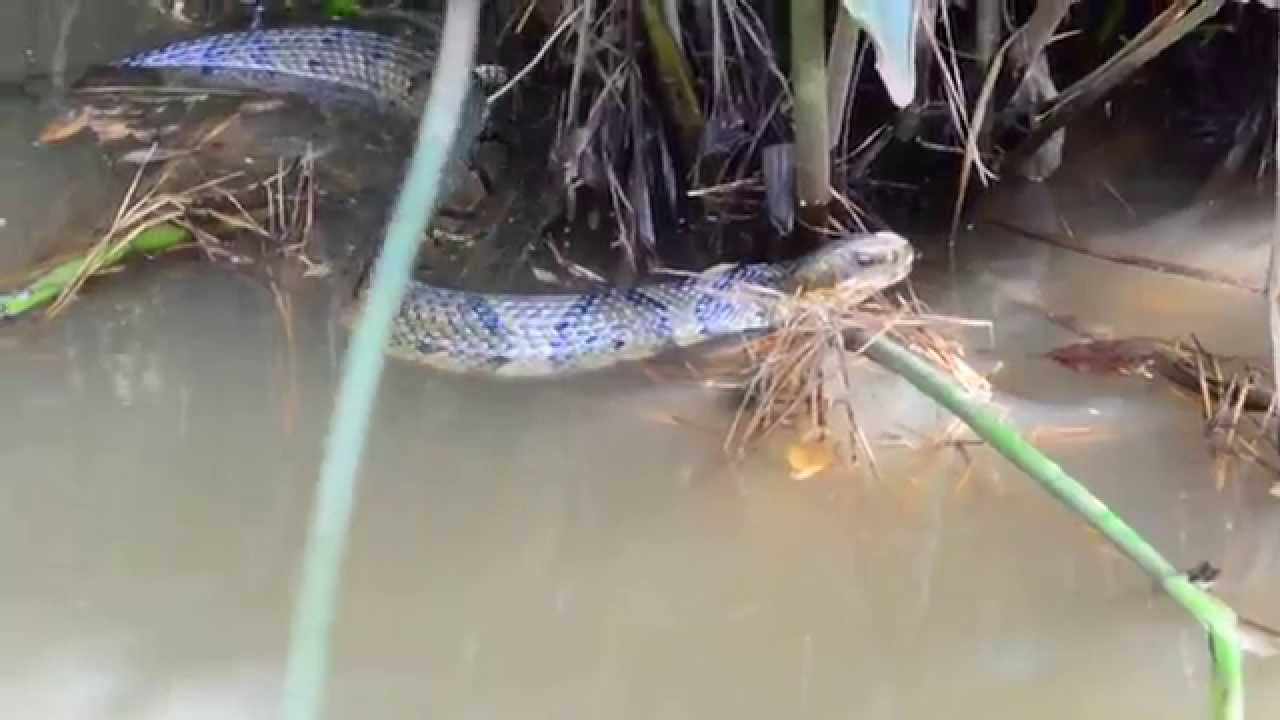 Eastern Cottonmouth obviously "chasing" me YouTube