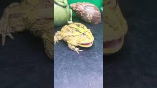 pacman frog hissing