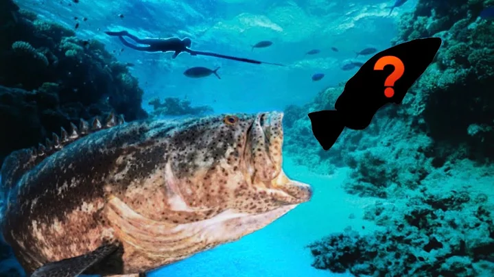 GOLIATH GROUPER STEALS FISH FROM DIVER !