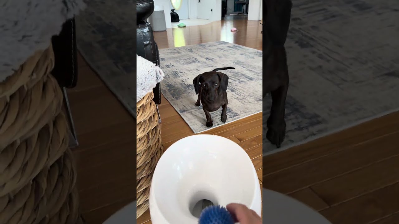 Crazy Dachshund Goes Wild Chasing Automatic Ball Launcher