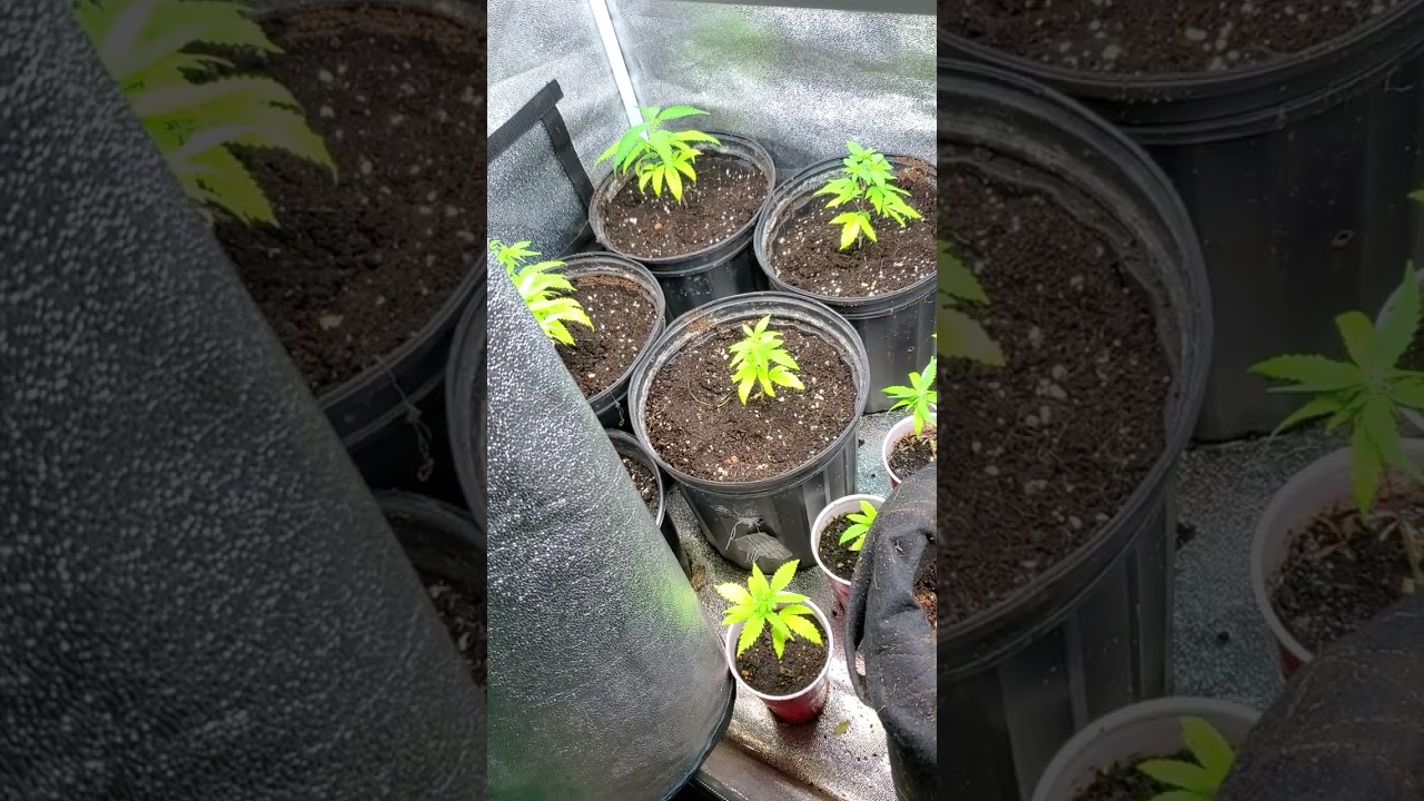 Autoflower just the beginning