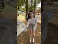 ヤギさんと戯れ中🐐　Playing with goats, I'm not wearing any underwear #おすすめにのりたい #美女 #かわいい #ノーブラ