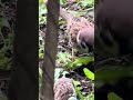 チュンチュンかわゆいやつら