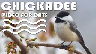 Videos For Cats - Black-Capped Chickadee. 猫のためのビデオ. 고양이를위한 비디오.