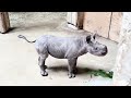 New baby rhino 'Hazina' makes cautious debut at Lincoln Park Zoo