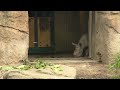 New baby rhino 'Hazina' makes cautious debut at Lincoln Park Zoo
