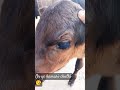 #love #cow #calf 😘 #new song #music #song #desiswag