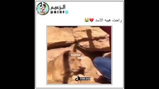 مقاطع مضحكه