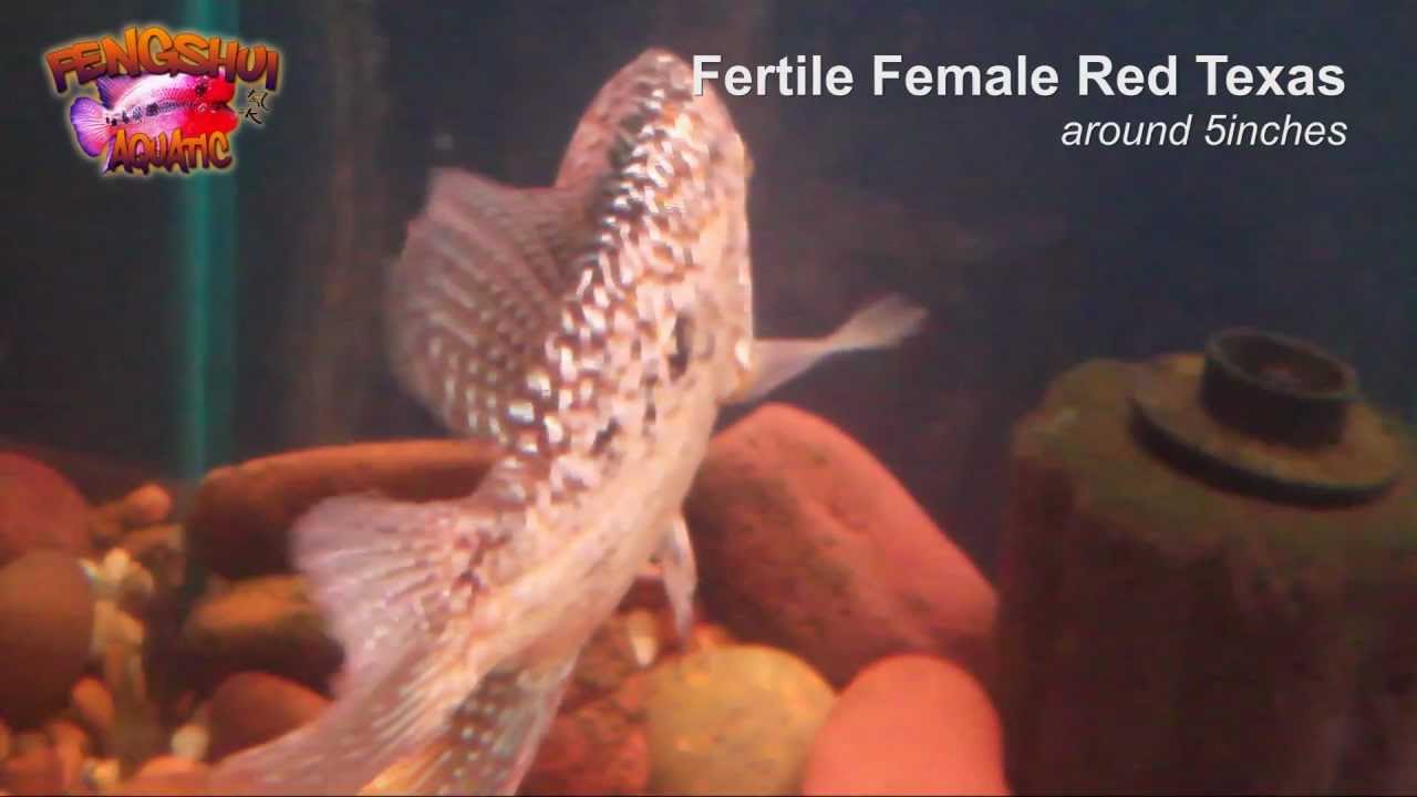 female red texas around 5inches