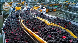 How Millions of Blackberries Are Processed In Factory – Modern Blackberry Farming Techniques