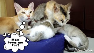 Mom cat still loves and cares her grown up son || Nitin Nutun by Nitin Nutun 250 views 2 years ago 2 minutes, 37 seconds